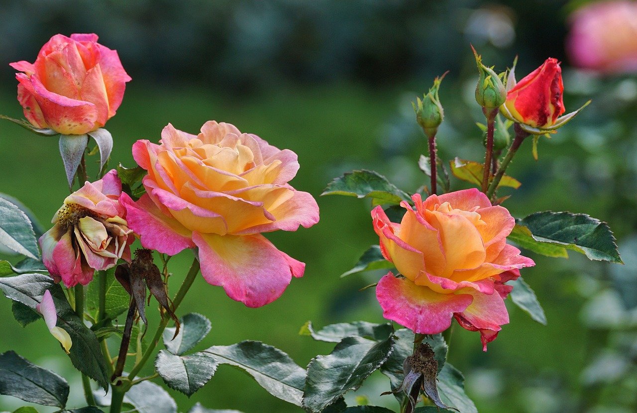 Blumen im Herbst pflegen