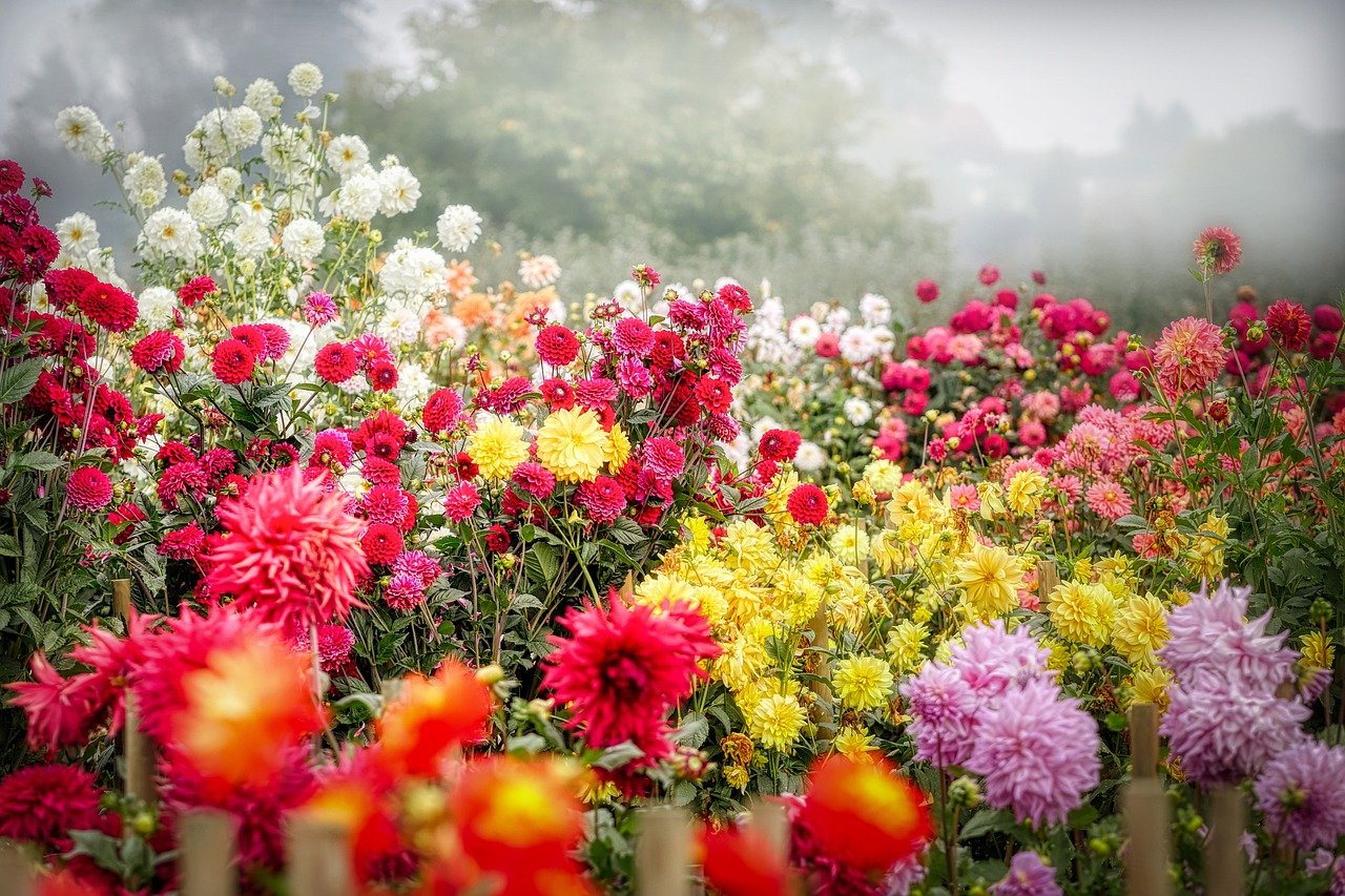 Blumenpflege im Herbst