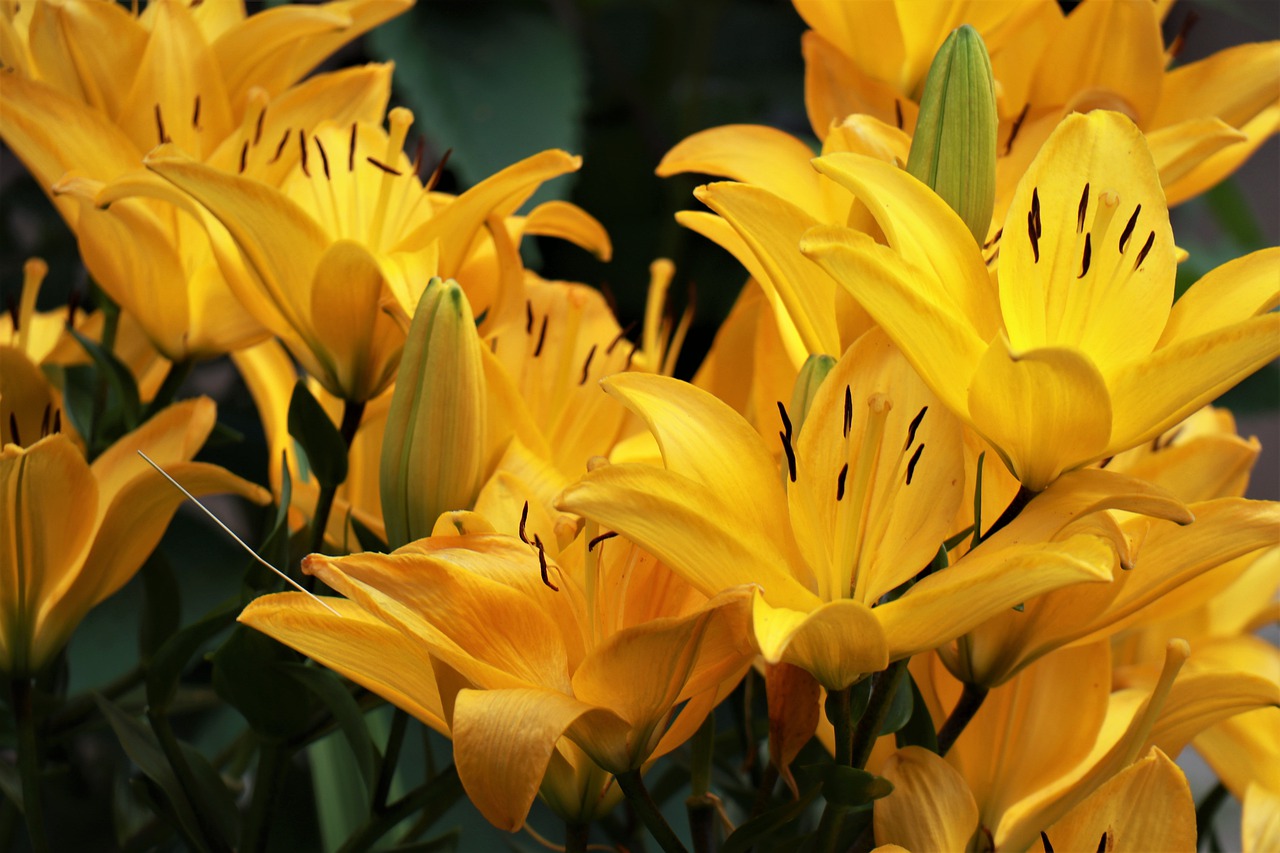 Die schönste Blume der Sommerzeit