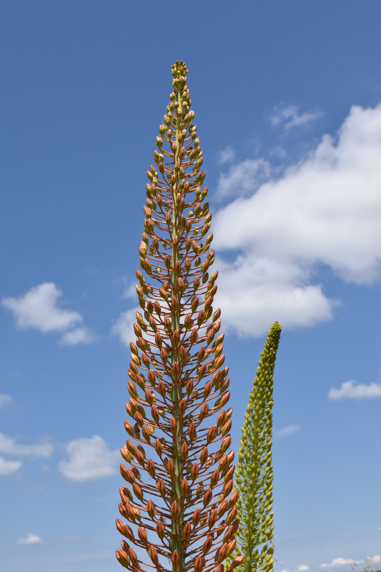 Steppenkerze-Eremurus als Frühjahrsblüher