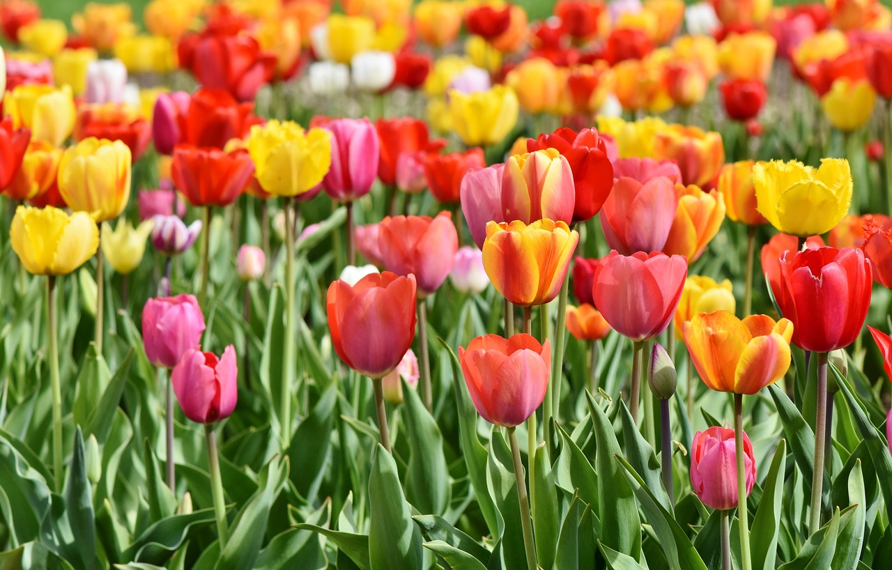 Frühlingsblumen ohne besondere Anforderungen