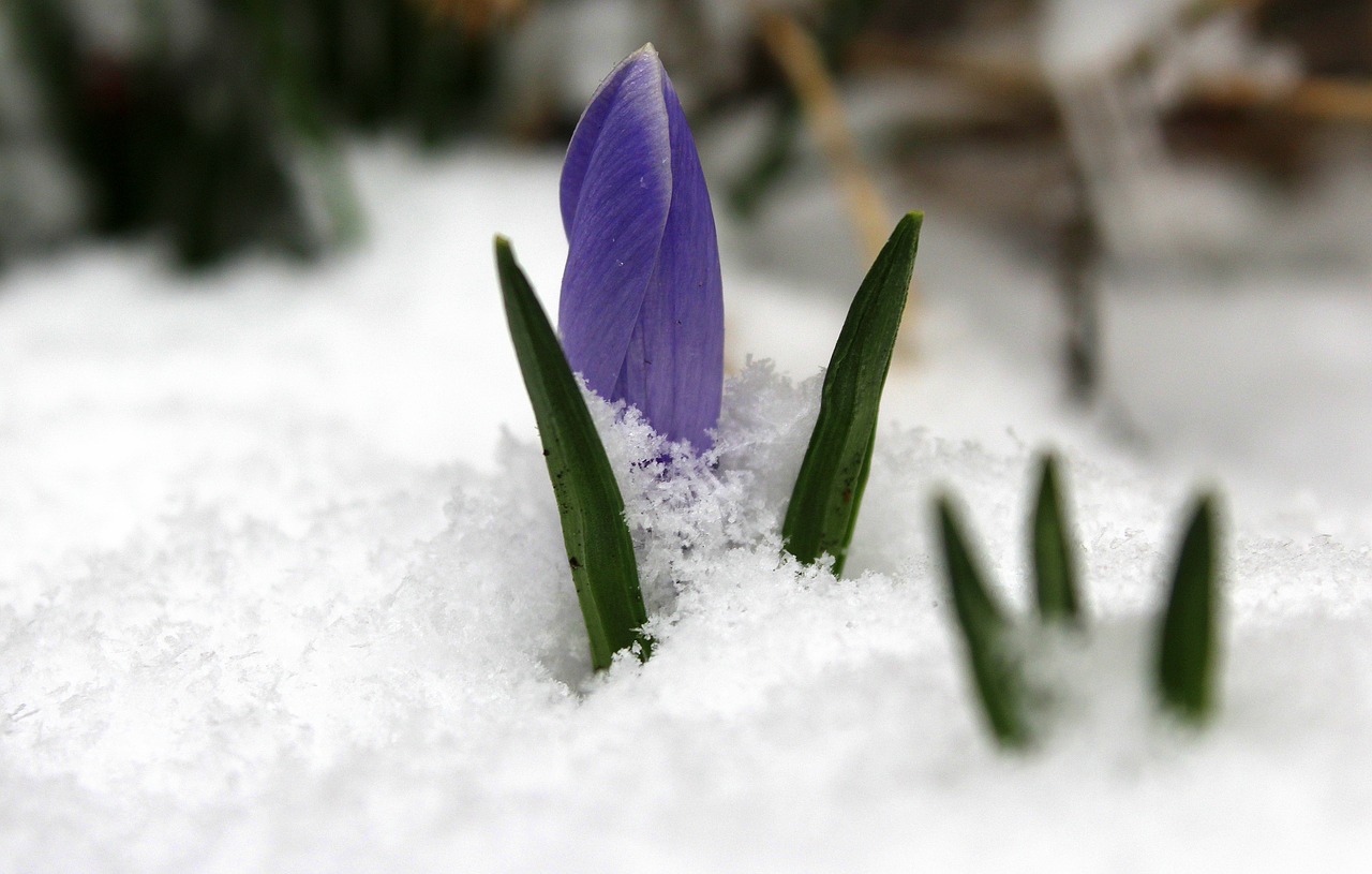 Mehrjährige Blumen optimal aufbewahren