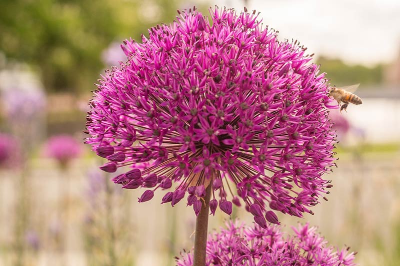 Zierlauch – Allium als Frühjahrsblüher