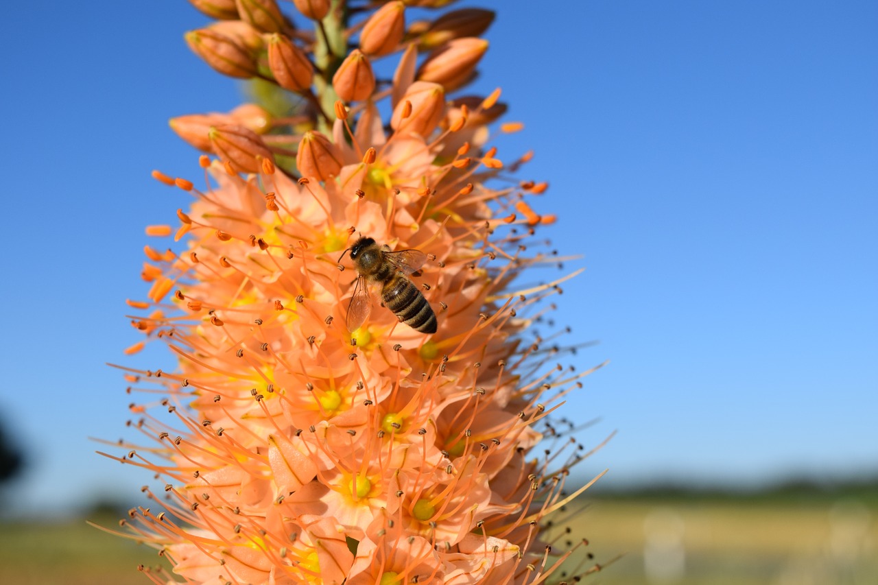 Steppenkerze-Eremurus als Frühjahrsblüher