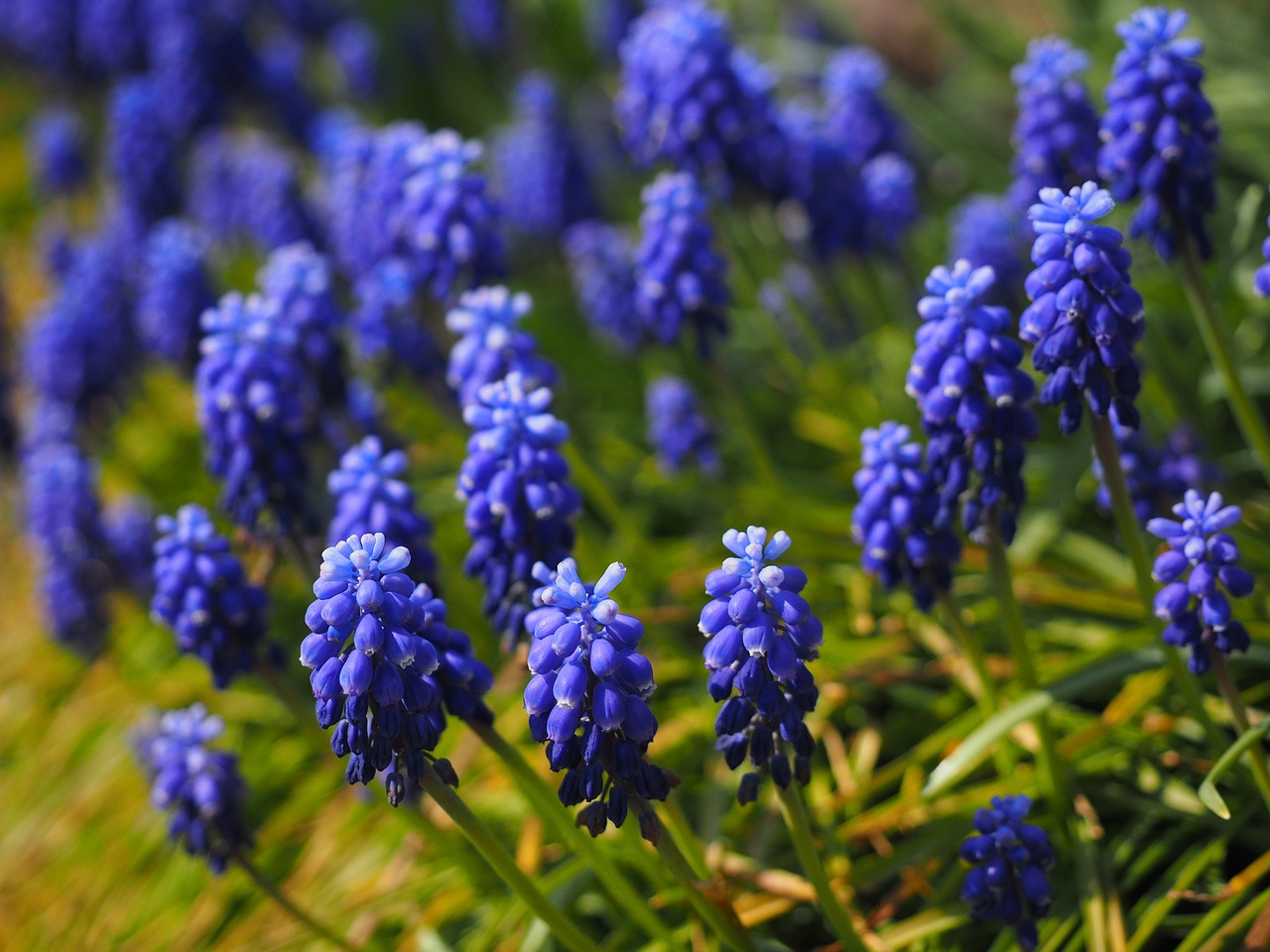 Traubenhyazinthe und Zierlauch-Allium