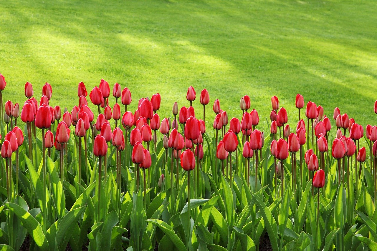 Tulpen als Frühjahrsblüher