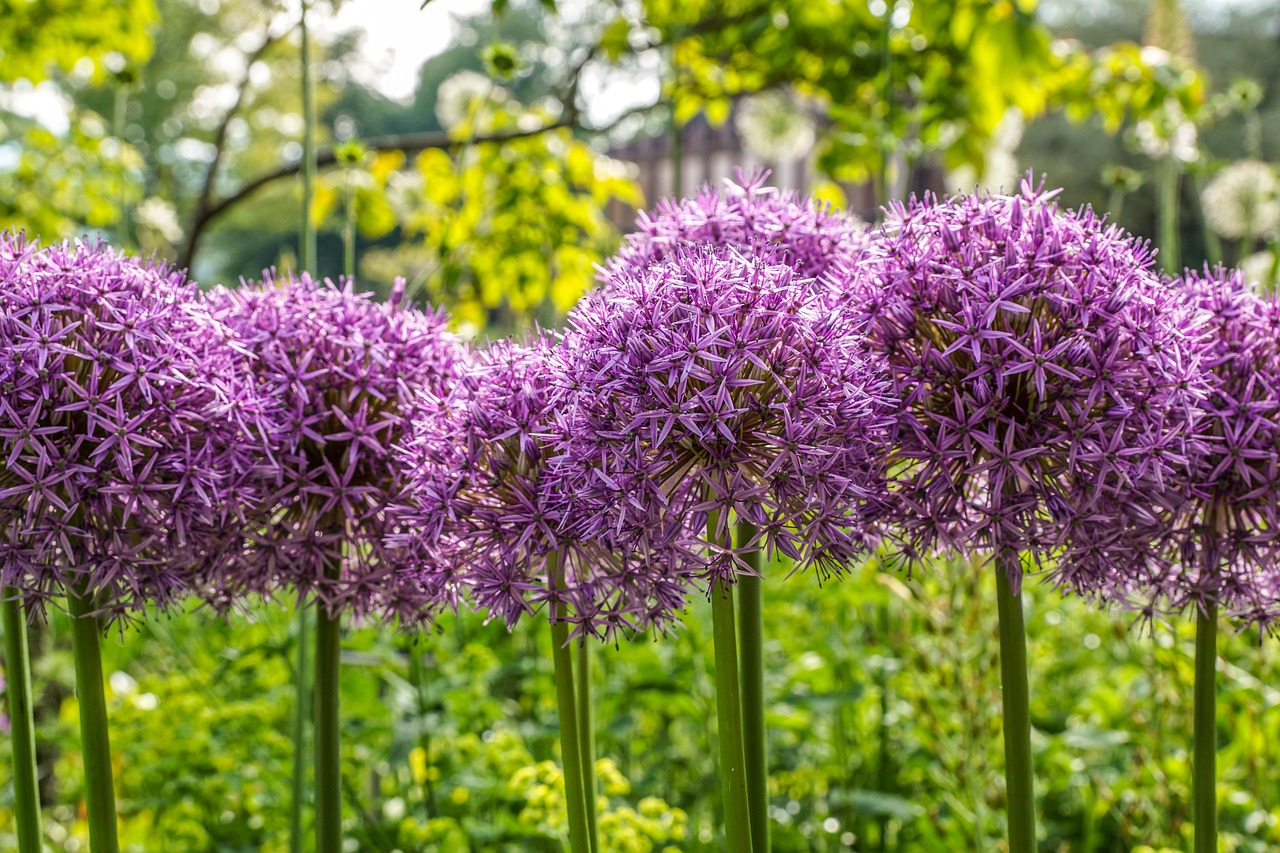 Zierlauch – Allium als Frühjahrsblüher